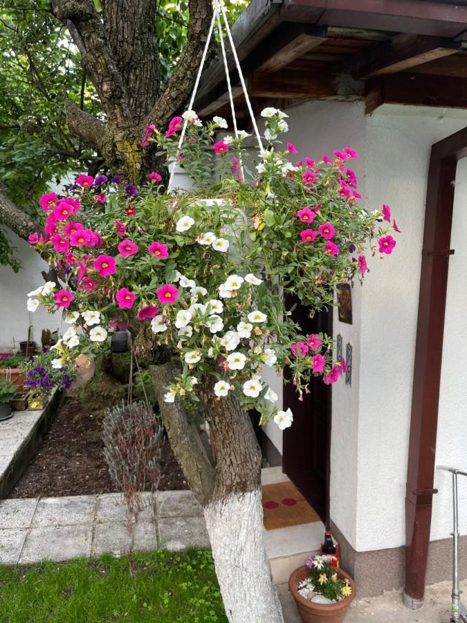 Apartments Music, Garden And Parking サラエヴォ エクステリア 写真